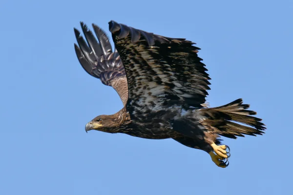 青空を舞うワシの壁紙 - 動物