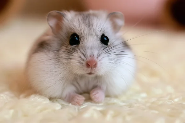 おがくずの上のジャンガリアンハムスターの壁紙 - 動物 / かわいい