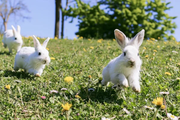 草原で遊ぶ白いうさぎの親子の壁紙 - かわいい / 動物