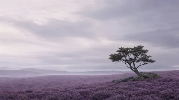 紫のヒースが広がる高原 - モノクロ フルHD - 自然・風景の壁紙