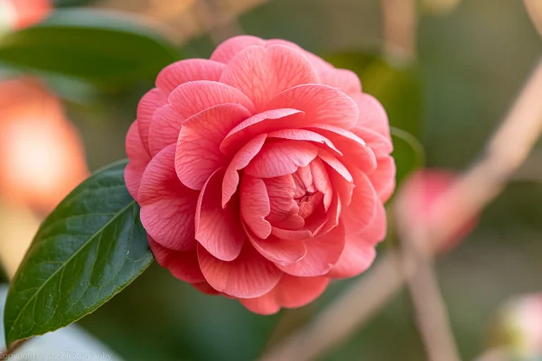 淡いぼかしに咲く赤い椿の壁紙 - 花・植物