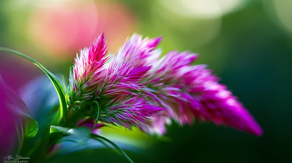 ピンクの羽のようなセロシアの花の壁紙 - 花・植物