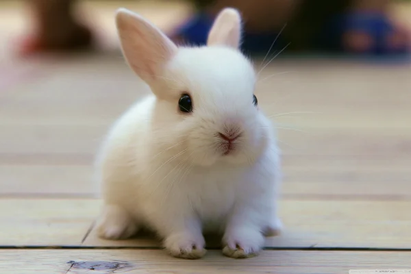 木の床にちょこんと座る白いうさぎの壁紙 - 動物 / 自然・風景