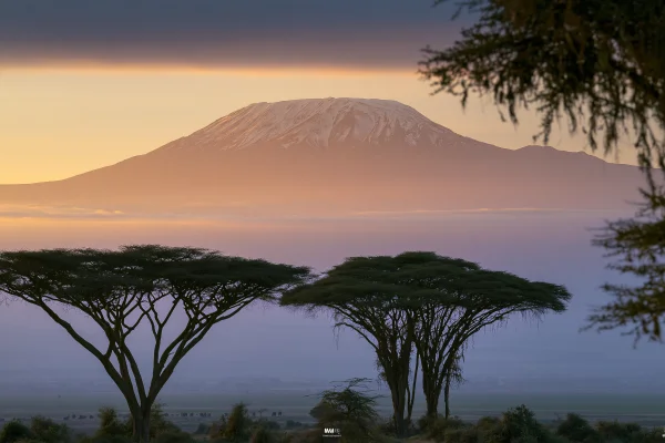 Acacia Trees and Kilimanjaro at Dusk - Sky, Stars & Sunsets / Nature & Landscape wallpaper