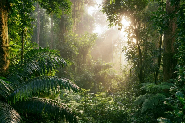 Sunbeams in a Tropical Jungle - Nature & Landscape wallpaper