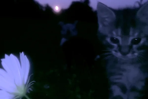 夜の青いキャンパスに咲く紫の花と子猫の壁紙 - 動物 / 花・植物