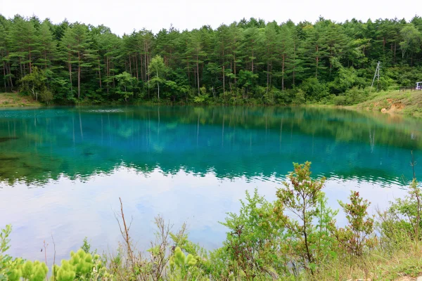 新緑の林と静かな湖面の壁紙 - 海・湖・水辺 / 自然・風景