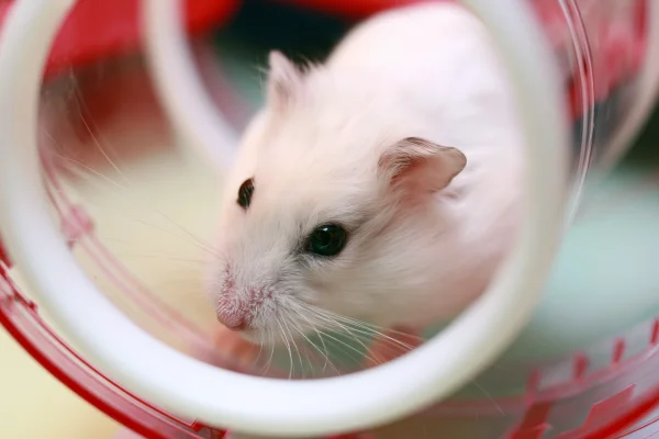 回し車をのぞくシロハムスターの壁紙 - 動物 / かわいい