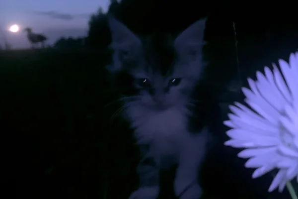 夜の闇に浮かぶ青い花と猫の壁紙 - 動物 / 花・植物